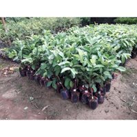 Cây giống ỔI LÊ ĐÀI LOAN.