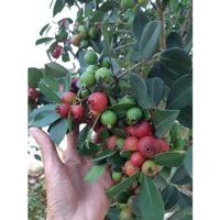 Cây Giống Ổi Sim Nhật Bản ( Ổi Sẻ Rừng)