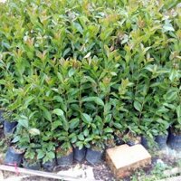 Cây Giống Ổi Sim Nhật ( Ổi Sẻ Rừng) Sản phẩm có bảo hành