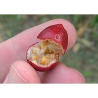 Cây Giống Ổi Sim Nhật ( Ổi Sẻ Rừng) ( cây xanh ngọc lan 47)