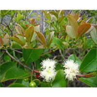 Cây Giống Ổi Sim Nhật ( Ổi Sẻ Rừng) giao nhanh (phuongboutiquebk)