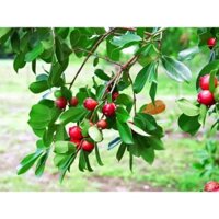 Cây Giống Ổi Sim Nhật ( Ổi Sẻ Rừng) - (có bảo hành được khiểm hàng)