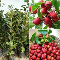 Cây Giống Ổi Sim Nhật ( Ổi Sẻ Rừng) - (chuẩn giống)