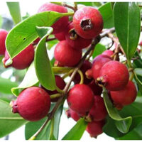 Cây Giống Ổi Sim Nhật ( Ổi Sẻ Rừng) ( CÂY GIỐNG ĐỨC MẠNH)