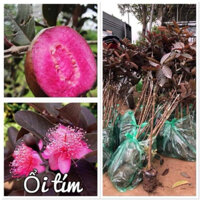 Cây giống Ổi tím siêu đẹp mắt vỏ tím ruột tím ăn siêu ngon ngọt,cây khoẻ không sâu bệnh