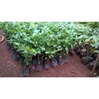 Cây giống ỔI Xá Lị (Hoàn Xu xtra + ...)