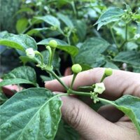Cây giống Ớt Chaparita 6 Tháng Tuổi (Đang Ra Hoa)