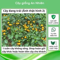 Cây giống ớt Charapita chuẩn gốc peru, ớt đắc nhất thế giới, cây cao 25-35cm