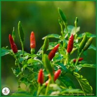 CÂY GIỐNG Ớt hiểm rừng TÂY NGUYÊN [ ỚT SIÊU CAY ] (Freeship Xtra, Voucher Xtra +)