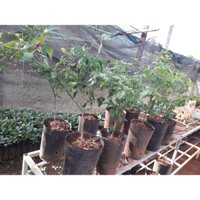 CÂY GIỐNG  ỚT HIỂM  TRỒNG CHẬU NHƯ HÌNH. [ 100% CÂY TRƯỞNG THÀNH  ](Freeship Xtra, Voucher Xtra +)