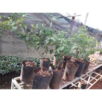 CÂY GIỐNG  ỚT HIỂM  TRỒNG CHẬU NHƯ HÌNH. [ 100% CÂY TRƯỞNG THÀNH  BẦU TO ĐÃ CÓ QUẢ ]