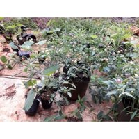 CÂY GIỐNG ỚT NGŨ SẮC ĐANG RA QUẢ [ CHẬU TO NHƯ HÌNH ]. [ Xu Extra +... ]