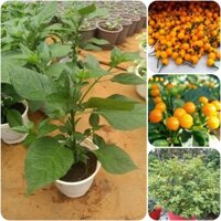 CÂY GIỐNG ớt Pêru Charapita đắt nhất thế giới. [CÂY NHƯ HÌNH ] (Hoàn Xu Xtra+...)