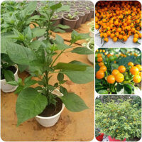 Cây giống ớt siêu cay Peru Aji Charapita( CÂY GIỐNG ĐỨC MẠNH)