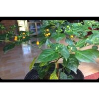 Cây giống ớt siêu cay Peru Aji Charapita   (siêu sớm cây tốt)