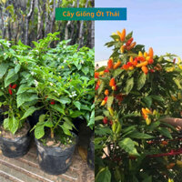 Cây giống Ớt Thái, giống ớt cho trái quanh năm
