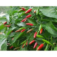 CÂY GIỐNG ỚT XIÊM ĐANG RA QUẢ NHƯ HÌNH [ CHẬU TO ] [fREESHIP Extra + ]