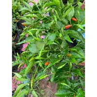 CÂY GIỐNG ỚT XIÊM XANH