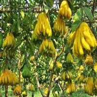 CÂY GIỐNG PHẬT THỦ SIÊU QUẢ SIÊU KINH TẾ-CAM KẾT GIỐNG CHUẨN F1