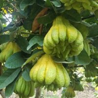 CÂY GIỐNG PHẬT THỦ SIÊU QUẢ SIÊU KINH TẾ- + Tặng 02 cây nhót ngọt