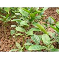 CÂY GIỐNG PHẬT THỦ SIÊU QUẢ SIÊU KINH TẾ-CAM KẾT GIỐNG CHUẨN F1 - CGCPTSQSKT