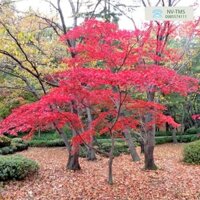 CÂY GIỐNG PHONG LÁ ĐỎ [ CÂY PHONG THỦY, cây công Trình - cây khỏe sinh trưởng tốt  ]  FREeShip Extra + XU ExTrA plus ]