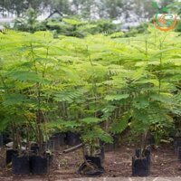 CÂY GIỐNG PHƯỢNG VĨ (Tên gọi khác: cây Phượng Đỏ, cây Xoan Tây, cây Điệp Tây - cây trồng cảnh  ] [ HOÀN XU EXTRA Plus ]
