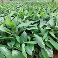 CÂY GIỐNG QUẾ  [ CAO 50 CM ]