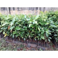 CÂY GIỐNG QUẾ [ CÂY CAO hơn 1m ] [ GARDEN ]