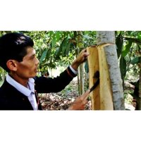 CÂY GIỐNG QUẾ [ CÂY CAO HƠN 50 CM RỒI ] _)