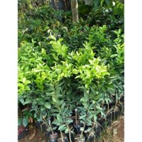 Cây giống Quýt Đường Da Xanh siêu sớm CAO 1M như hình. [ cây ghép, cây cao khỏe sinh trưởngtốt Freeship xtra +Xu extra+)