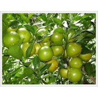 Cây giống Quýt đường ghép cây đẹp