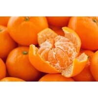 CÂY GIỐNG QUÝT ĐƯỜNG KHÔNG HẠT [ THÁI LAN, SIÊU QUẢ, SIÊU SỚM, THU HOẠCH SAU 18 THÁNG ]. (Freeship Xtra, Voucher Xtra +)