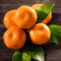 CÂY GIỐNG QUÝT ĐƯỜNG KHÔNG HẠT [ THÁI LAN ].