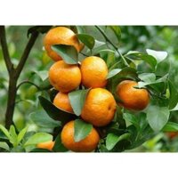 CÂY GIỐNG QUÝT ĐƯỜNG ÔN CHÂU (SIÊU SỚM) (mua nhiều có giá sỉ 0354736301)