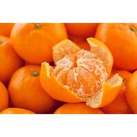 Cây giống Quýt đường Thái Lan. [ siêu sớm ] [ RẺ HƠN HOÀN TIỀN ]