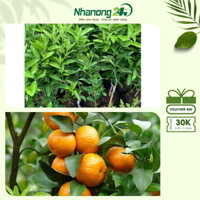 Cây giống quýt đường Thái, giống quýt thuần ngọt, chiều cao cây đạt trên 40 cm, thu hoạch sau 2 năm