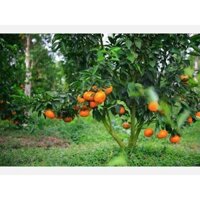 Cây giống Quýt Hồng Lai Vung.