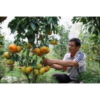 Cây giống Quýt Hồng [ Lai Vung ] siêu sớm, siêu sai. ( Trồng chậu được ).