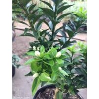 Cây giống Quýt Mỹ lùn - Cây giống Mini, Freeship Extra+