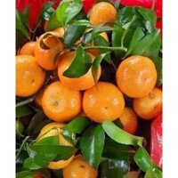 Cây giống Quýt Mỹ lùn (siêu trái trồng chậu)