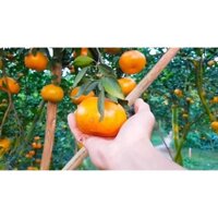 Cây giống Quýt Mỹ lùn siêu trái. . ( cây xanh ngọc lan 47)