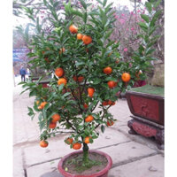 Cây giống Quýt Mỹ lùn (siêu trái trồng chậu)