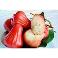 Cây giống Roi Đỏ An Phước