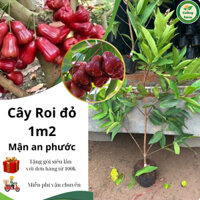 Cây giống Roi Đỏ, Roi An Phước (mận đỏ an phước) cây nhỡ cao 1m2, cây nhỡ nhanh cho trái.