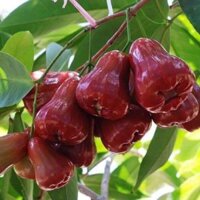 CÂY GIỐNG ROI ĐỎ