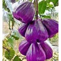 Cây giống roi tím ( mận tím) dễ chăm sóc - cây khoẻ