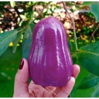 Cây giống Roi tím (Mận tím) sai trái