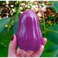 Cây giống Roi tím (Mận tím) sai trái   (Vườn ươm Mỹ Trang )