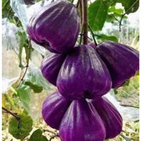 Cây giống roi tím Thái lan, cây mận tím thái lan